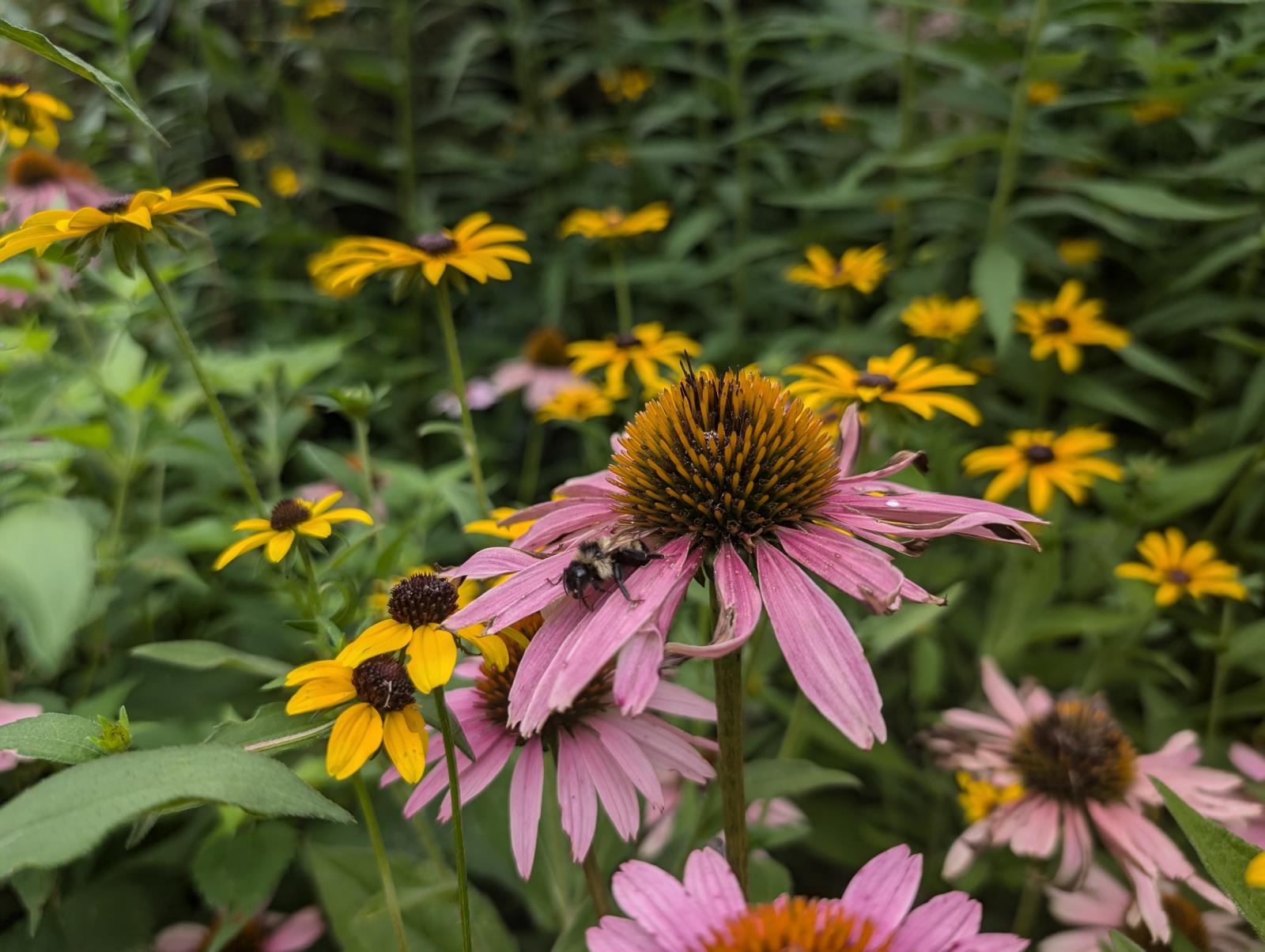 Purple and yellow flowers