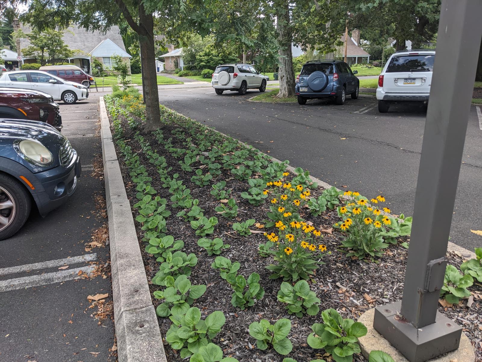 Native Plants at Abington Free Library