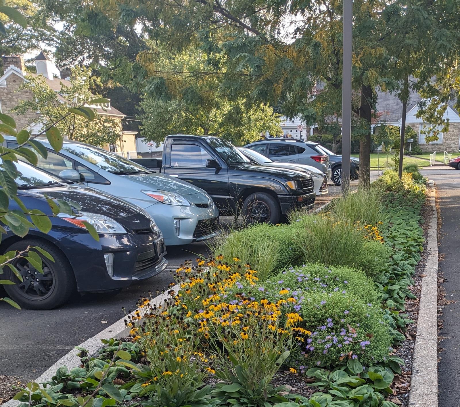 Native Plants at Abington Free Library