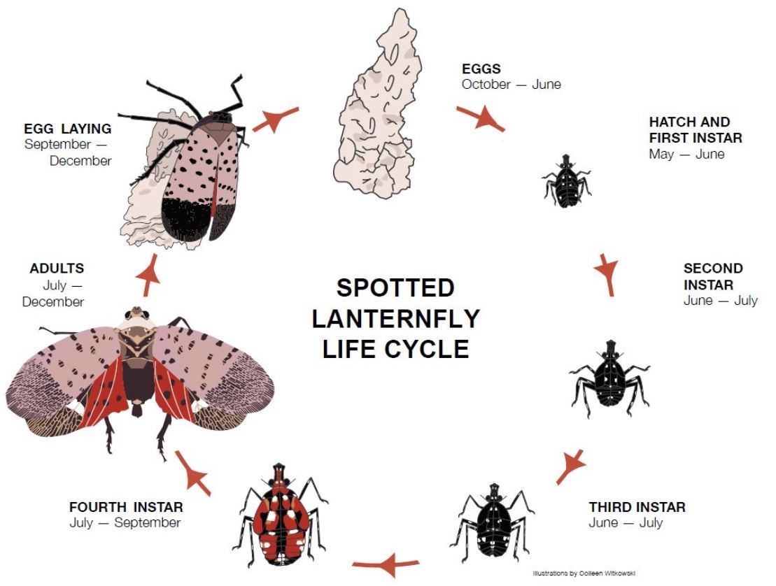 PennState NickSloff_ Sptted LanternFly_LifeCycle