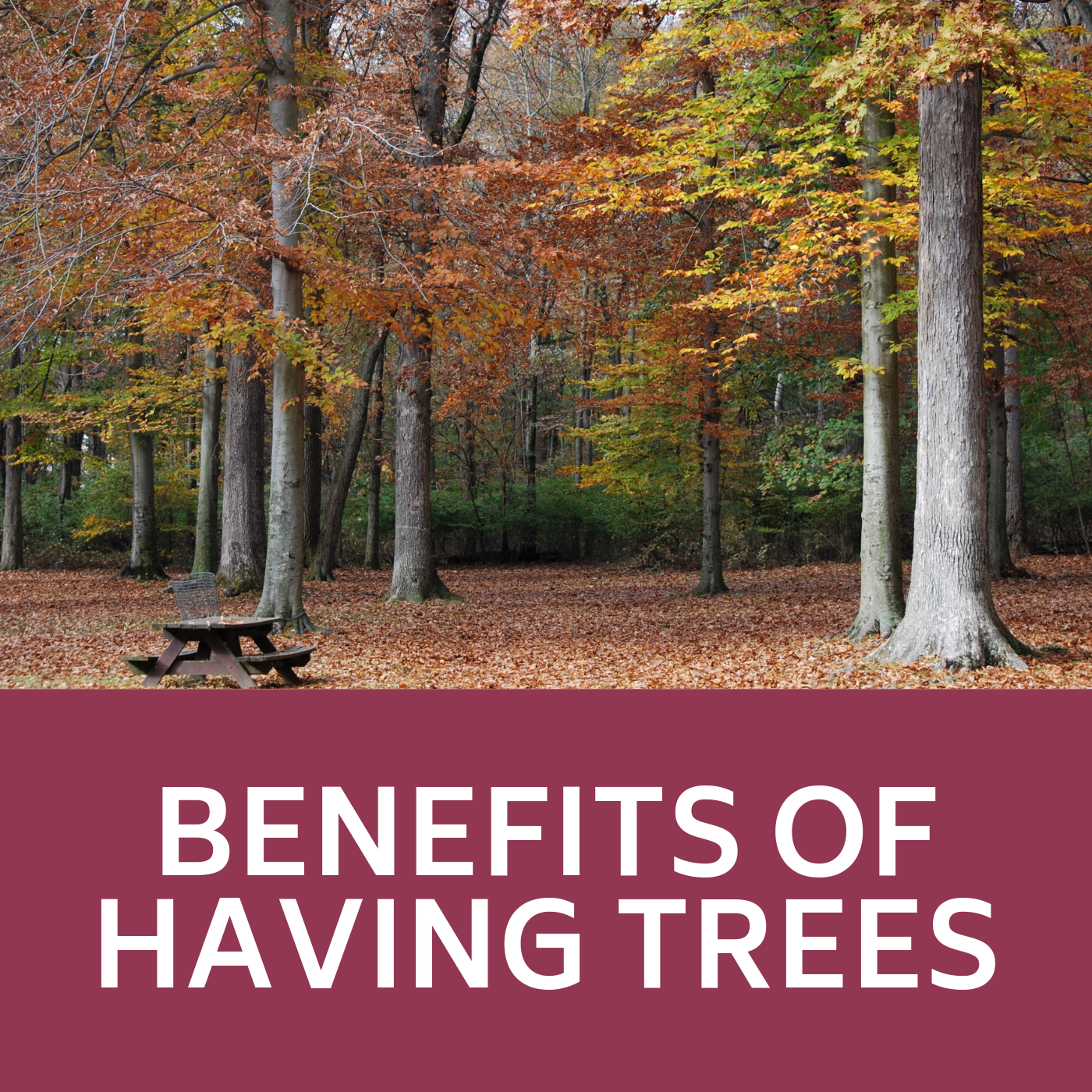 Benefits of Having Trees Icon that links to the benefits of having street trees web-page.