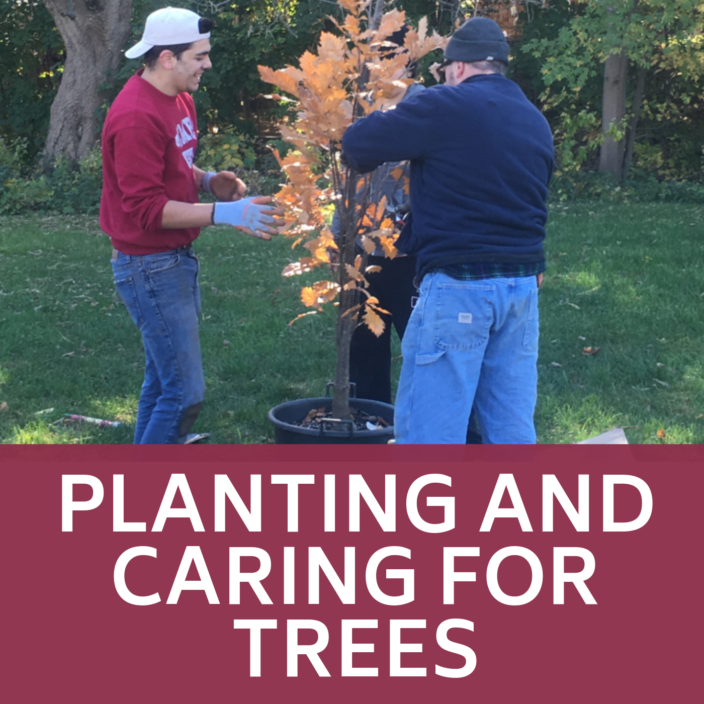 Planting and Caring for Trees Icon