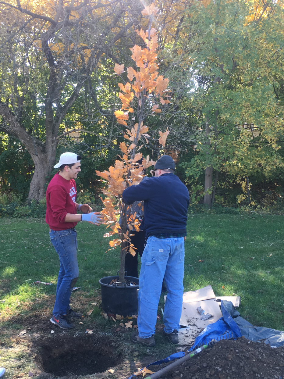 Planting and caring for trees