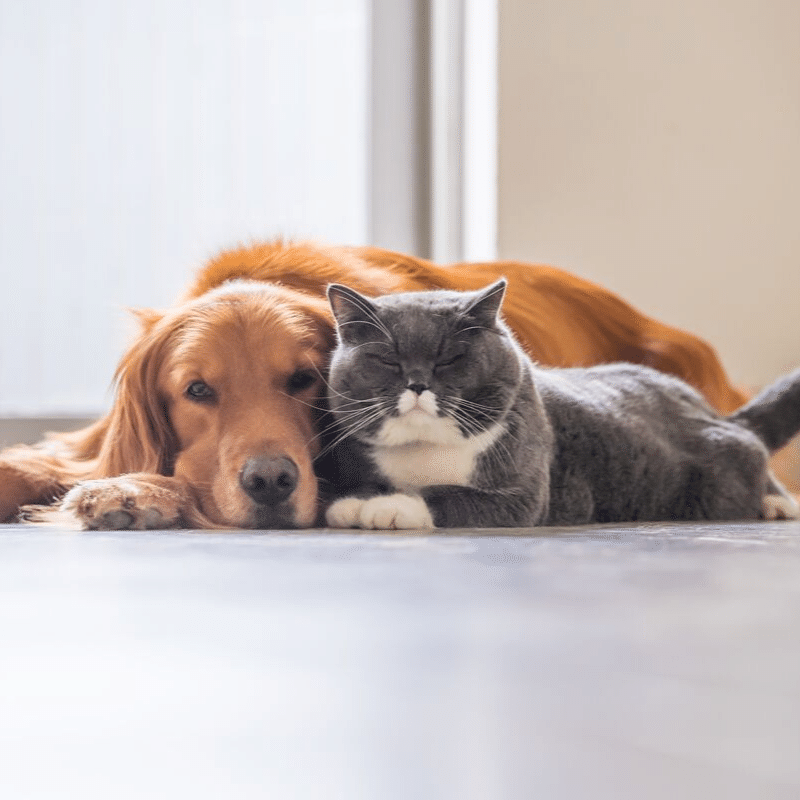 Image of cat and dog laying next to each other. 