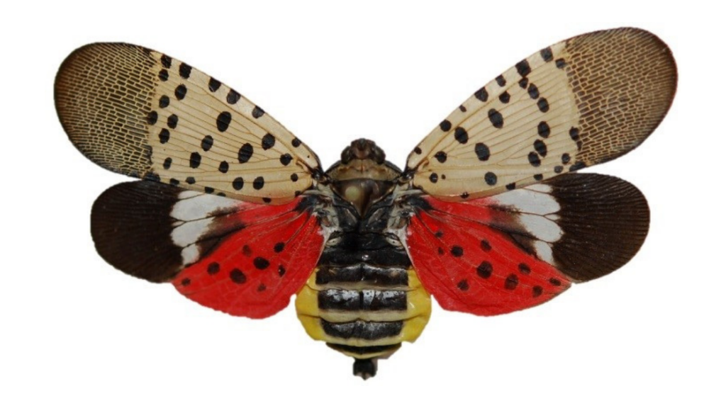 spotted lanternfly