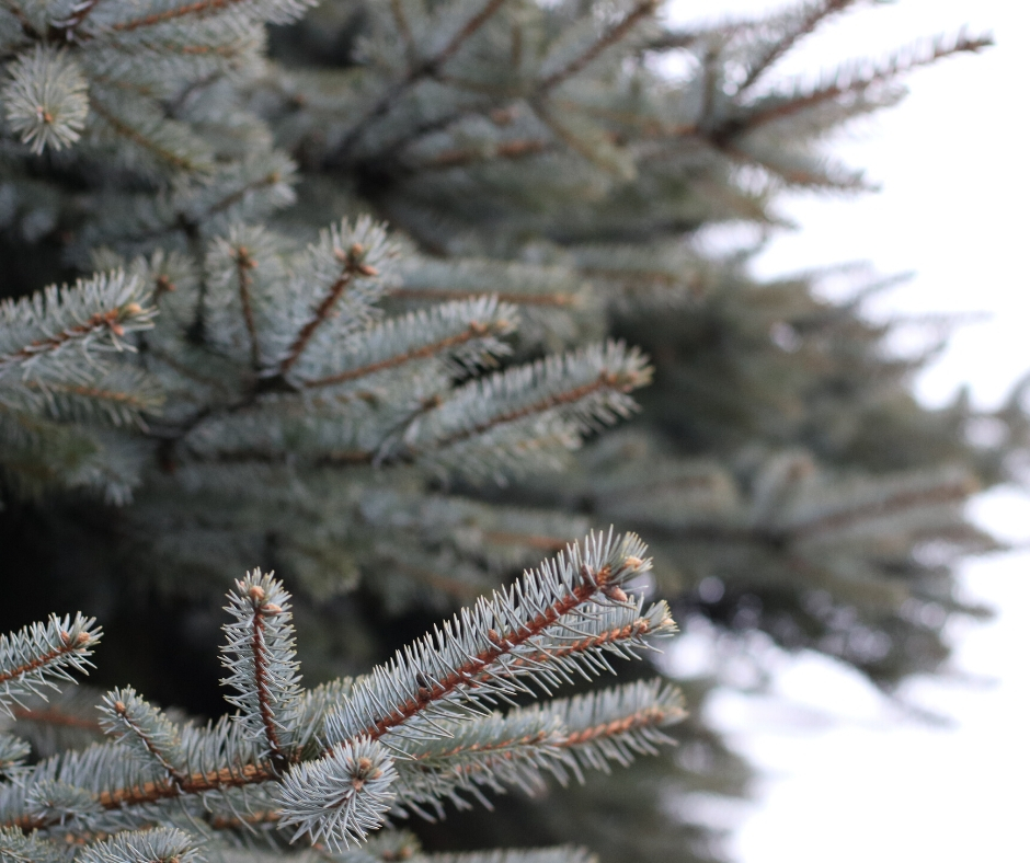 Image of pine tree branches