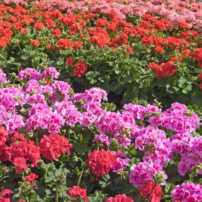 Image of geraniums