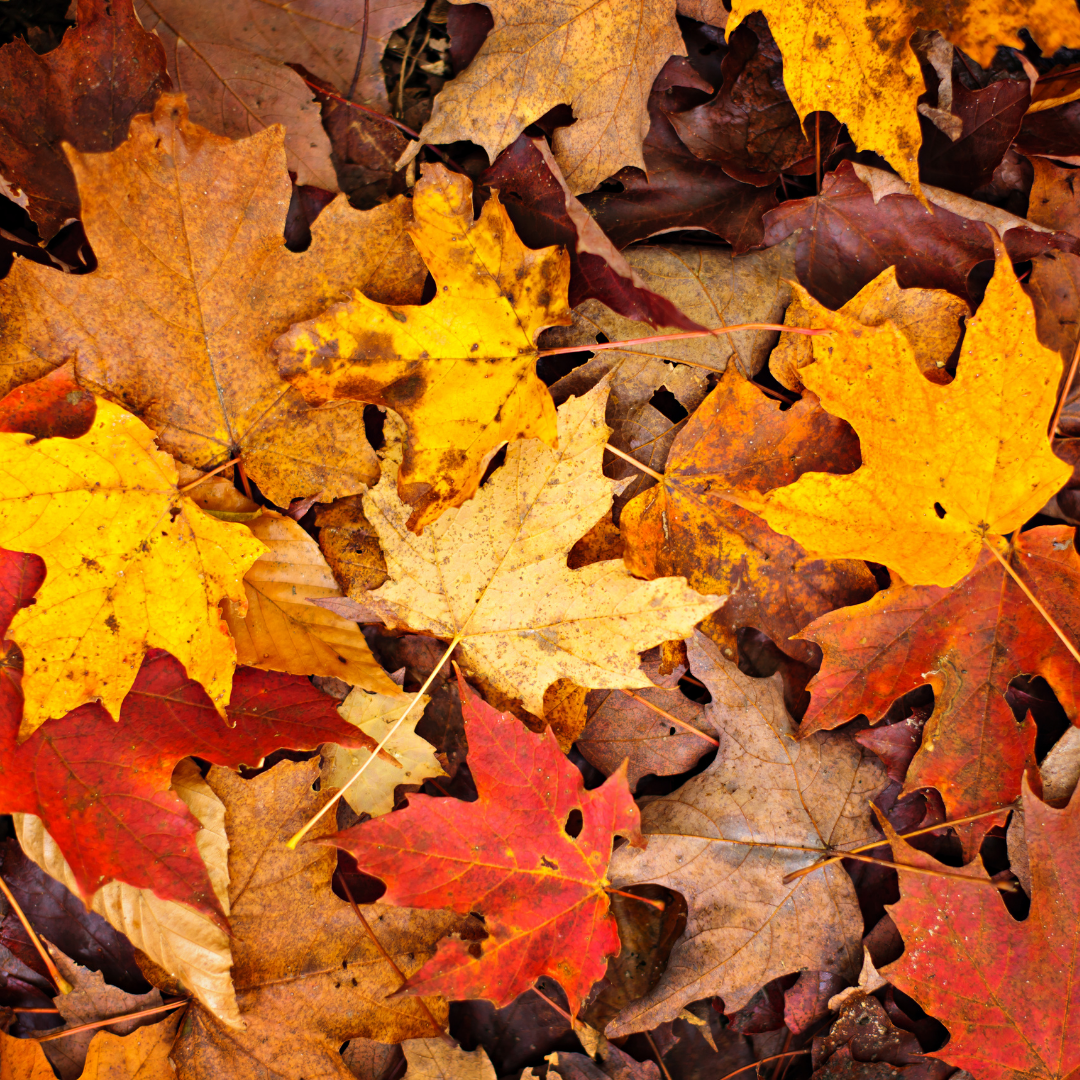 Images of red, orange, yellow, and brown leaves