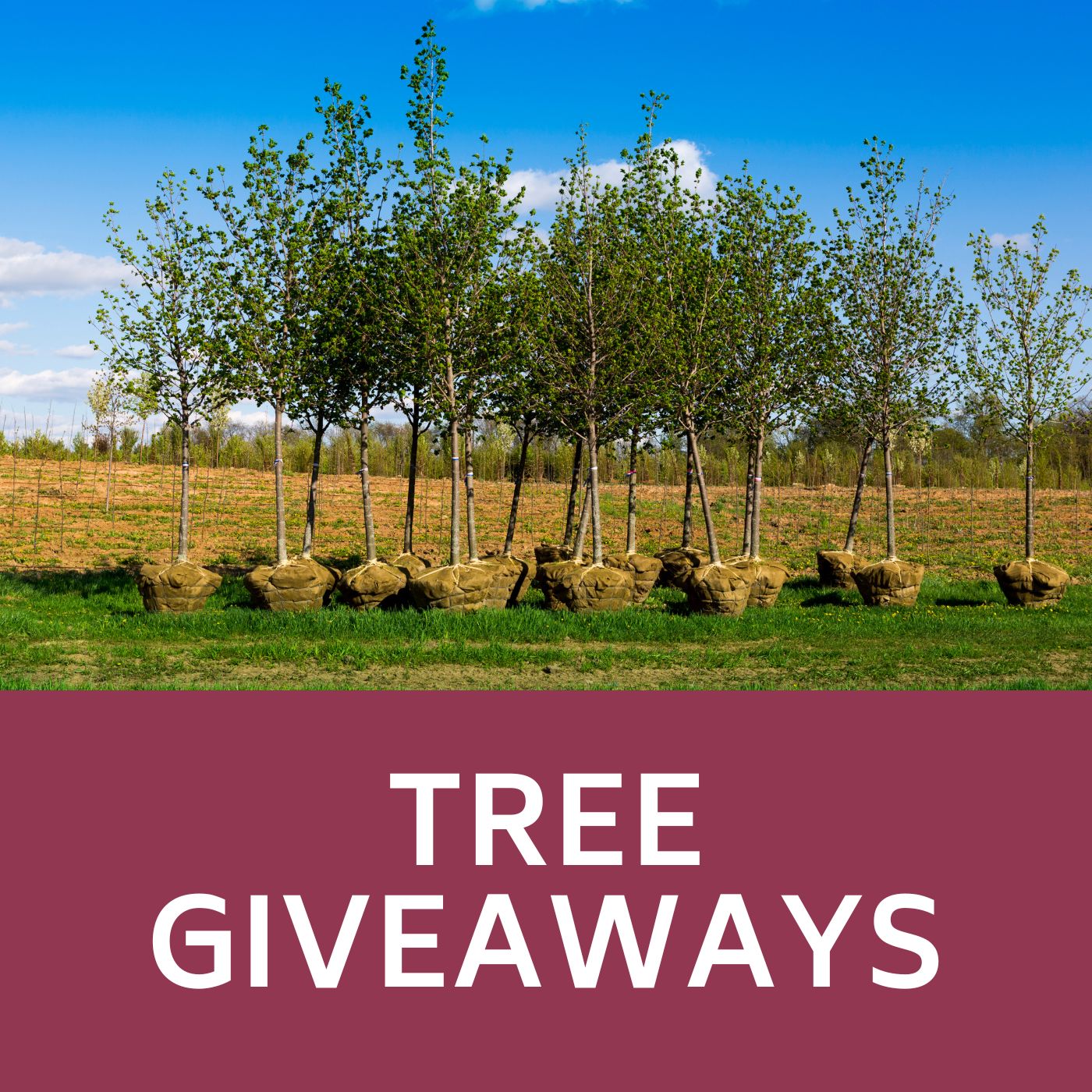 Tree Giveaway Icon