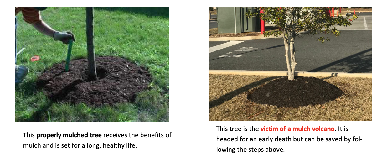 Image of properly mulched tree on the left and on the right is a tree with a mulch volcano.