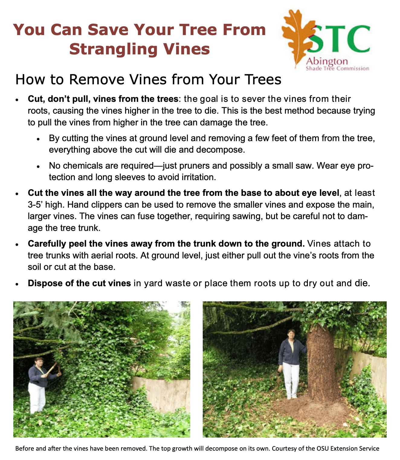 Instructions on how to remove vines from your trees