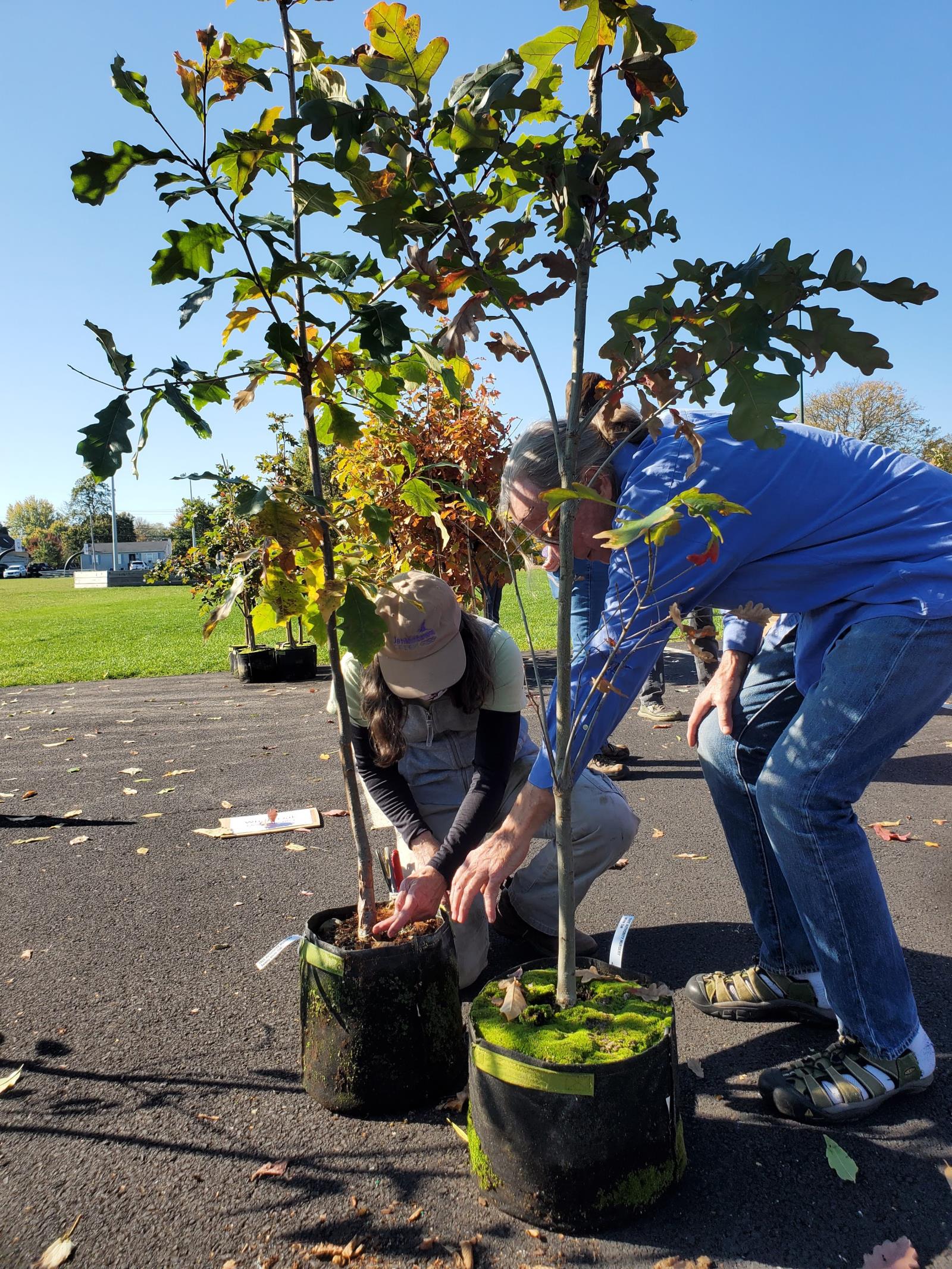 planting a tree