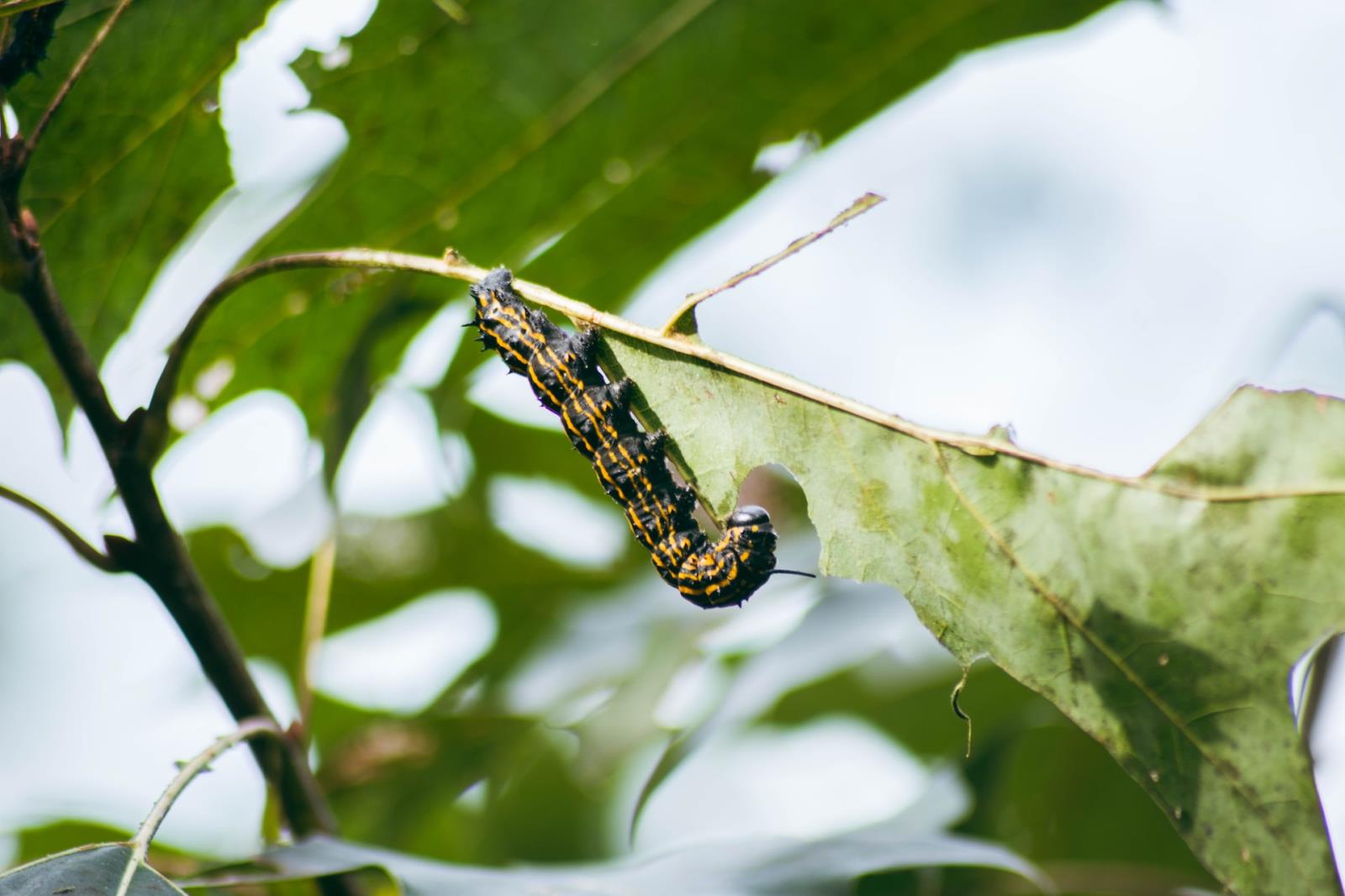 moth caterpillar eating an oak tree