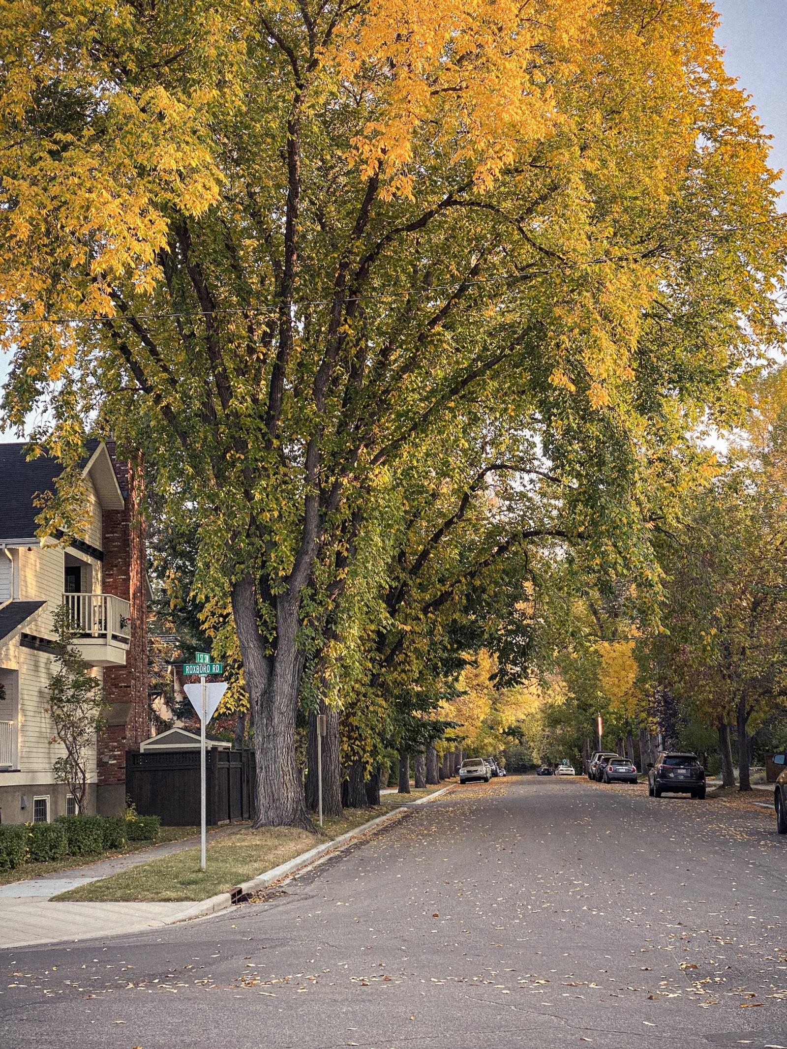 Trees in Neighborhood