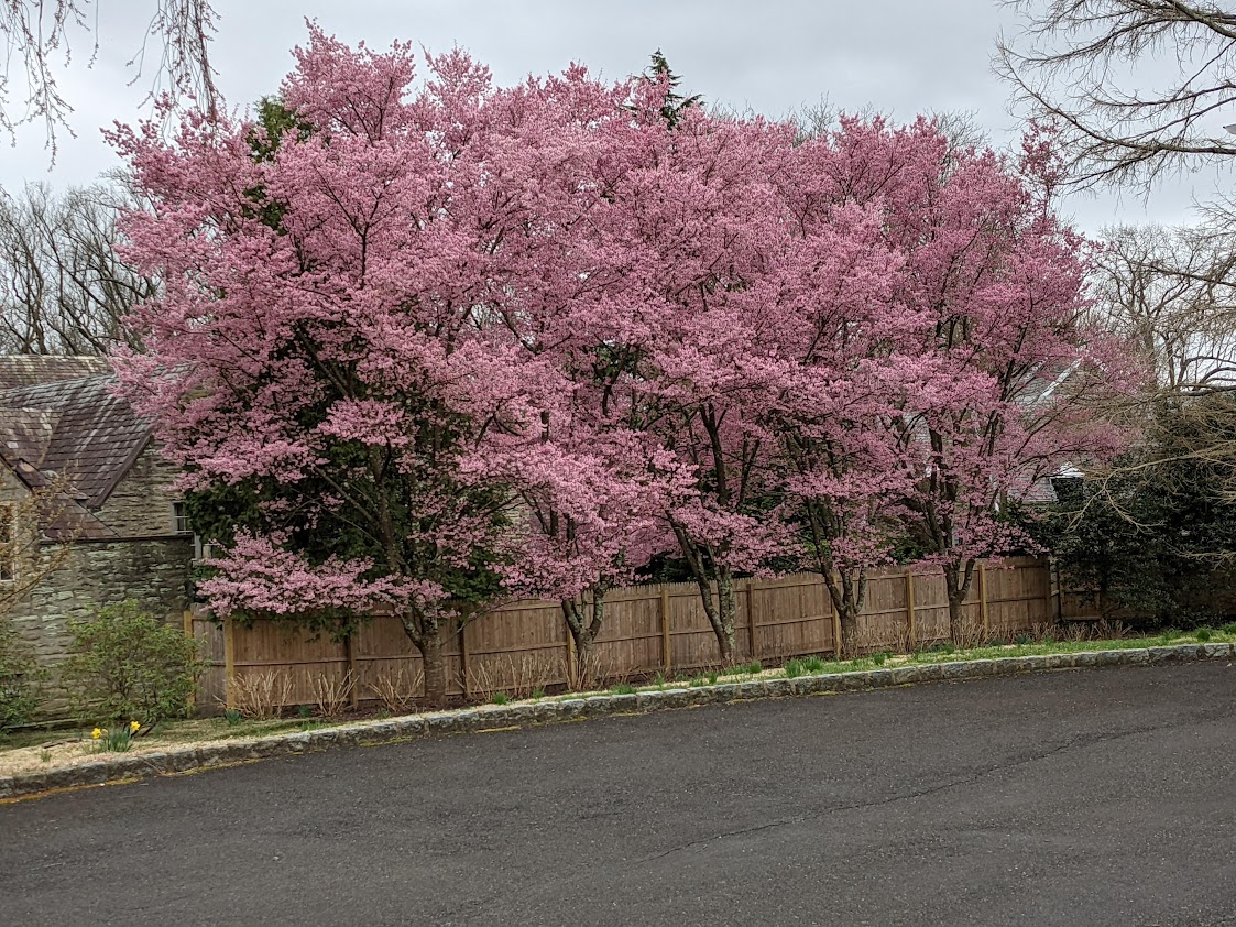 Pink Cherry Trees