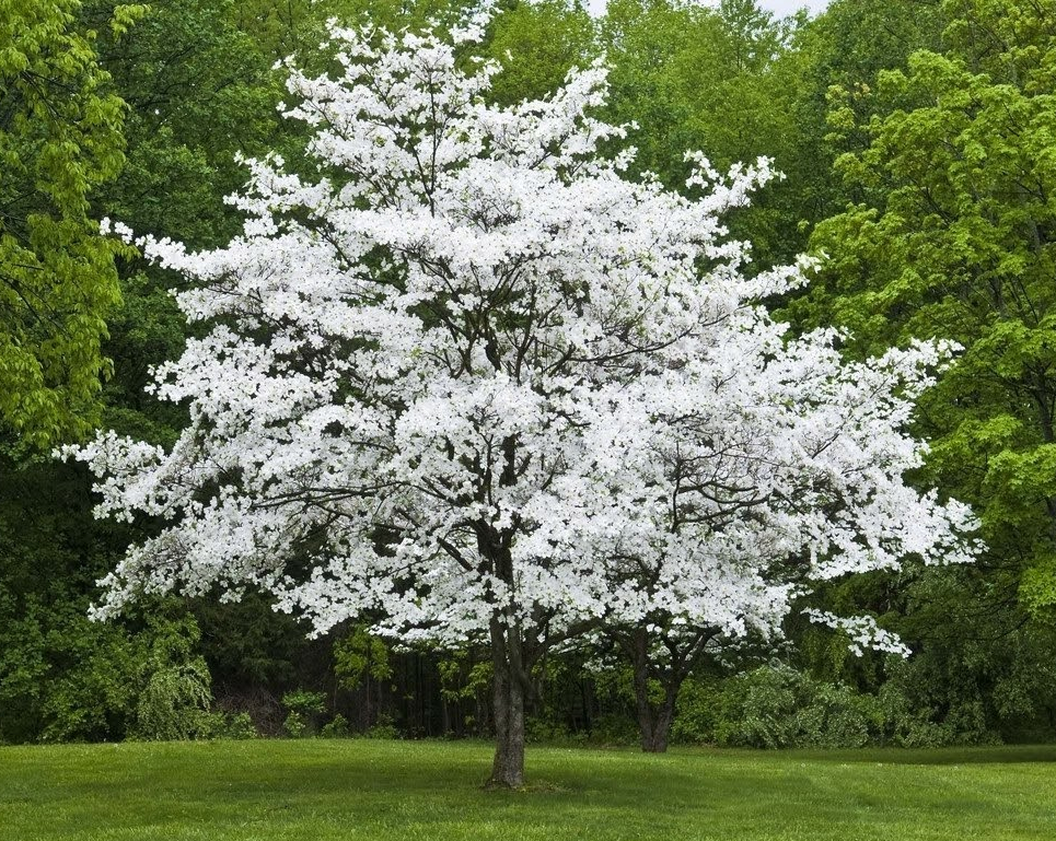 White Dogwood Tree