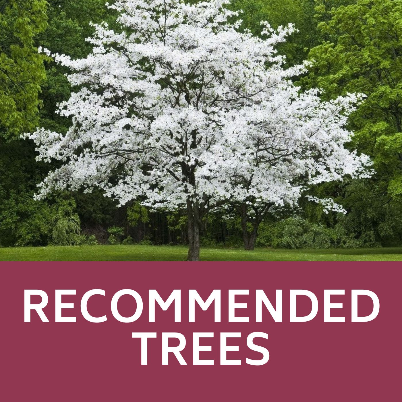 Recommended Trees Icon